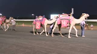 Ostrich and Camel Races 1335 July 21 2024 [upl. by Temp757]