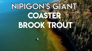 Nipigon Giant Brook Trout [upl. by Ecnarrat]