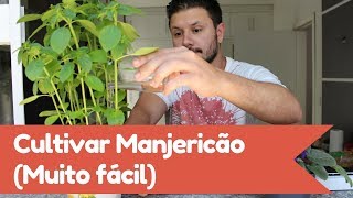 Manjericão Como Plantar e cultivar em vaso [upl. by Hugues]