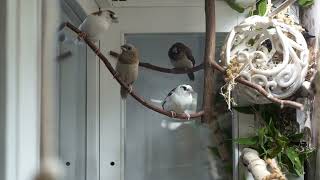 Japanische Mövchen Voliere  society finches  friedliches Vogelleben [upl. by Descombes]