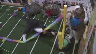 Kitten Bowl 2024 with Ten Lives Club [upl. by Anreval]