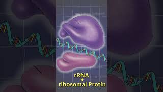 PROTEIN FACTORY I RIBOSOMES  Structure  detail biology targetbiologyneet aiims mbbs [upl. by Eiloj]