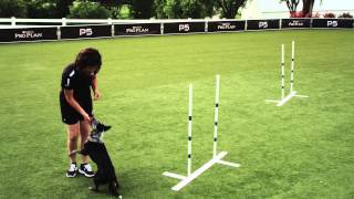 Dog Agility  Weave Poles  2x2  Pro Plan P5 Training [upl. by Aikemahs587]