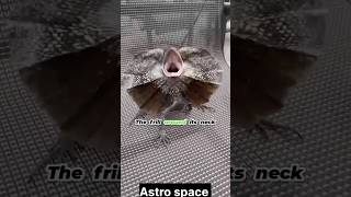 Frilled neck lizard 🦎 trending facts sciencefacts science astrospace viral lizard shorts [upl. by Narol]