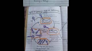 microbes topic 6 Lytic And Lysogenic Cycle  biology BSC exam [upl. by Kassia]