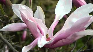 Magnolia liliiflora Nigra [upl. by Tedd603]