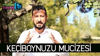 KEÇİBOYNUZU MUHTEŞEM FAYDALARI  CAROB  HARNUP [upl. by Maisie]