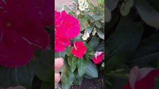 COMBINA ESTAS 2 PLANTAS y TENDRAS un JARDINES con MUCHAS FLORES  VINCAS  Vincas plant care [upl. by Ilohcin]