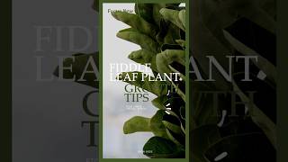 Fiddle Leaf Plant Growth Tips houseplants fiddleleaffig lowlighthouseplants easyhouseplants [upl. by Adonis]