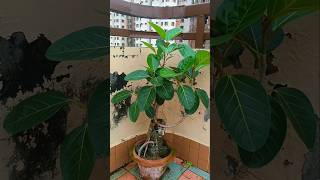 Ficus benghalensis Banyan gardening bonsai garden ytshorts ficus ytshortsvideo viralvideo [upl. by Sabian]