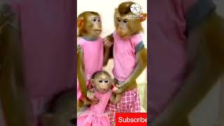 Amma Pade Jola Pata Song Telugu SongsViralLatestTreandingShortsMonkey [upl. by Rubina722]