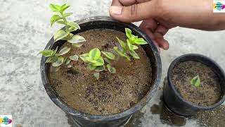 HOW TO GROW CRASSULA SARMENTOSA VARIEGATA PLANT  CARE  PROPAGATION  SUCCULENT PLANT [upl. by Navy]