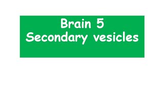 Secondary brain vesicles anatomy biology brain vesicles [upl. by Nam436]