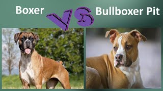 Boxer VS Bullboxer Pit  Breed Comparison  Bullboxer Pit and Boxer Differences [upl. by Plume741]