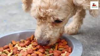 ORIJEN Original Dry Dog Food  Best one on The Market [upl. by Amles]