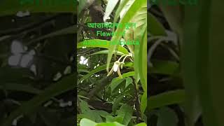 আতাফলের ফুল Flower of Annona reticulata trees plants [upl. by Hittel]