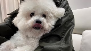 Bichon Frise Vlog  쉬는 날은 호두 보러 가는 날 [upl. by Ydnarb782]