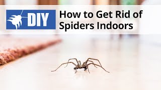 How to Get Rid of Spiders Indoors  DoMyOwncom [upl. by Anek]