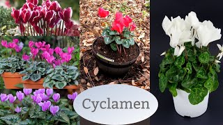 Cyclamen in Florida  Southern Latitudes [upl. by Aurora364]