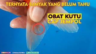 OBAT KUTU CAP JEMPOL PALING AMPUH UNTUK KUTU JARUM PADA IKAN KOI [upl. by Gnex]