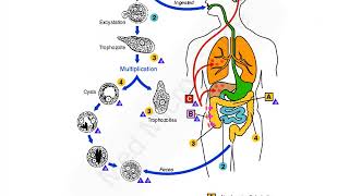 Entamoeba histolytica lecture [upl. by Jacky166]