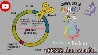 pBR322 Plasmid [upl. by Siol]