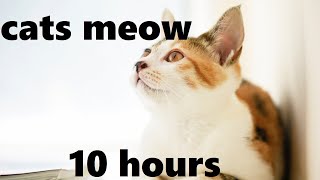 Gentle Sounds of Cats Meowing 10 hours [upl. by Enneite]