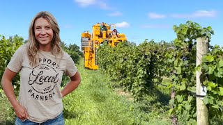 Frome Vine to Wine  Grape Harvest [upl. by Nitnelav141]