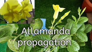 Laziest way to propagate allamanda vine plant [upl. by Reeva]