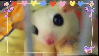 A Day In The Life Of Leucistic Sugar Glider shiro on camera [upl. by Aneba465]