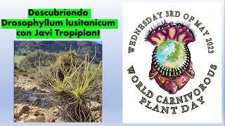 Descubriendo Drosophyllum lusitanicum con Javi Tropiplant [upl. by Socrates]