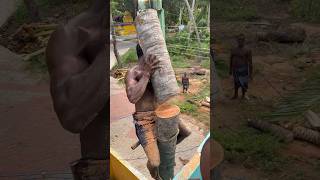 Tree cutting channel  Aravind Kanyakumari 8248851253 [upl. by Anol899]