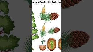 gymnosperm biology class 11 chapter 3 [upl. by Belsky]