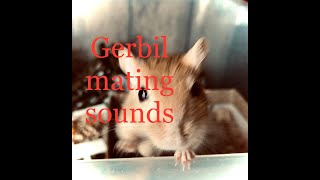 Gerbil Mating drumming dance male gerbil thumping drums [upl. by Iives]