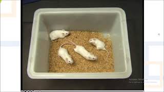 Effect of Hypnotic in mice by Righting reflex method [upl. by Nadaba58]