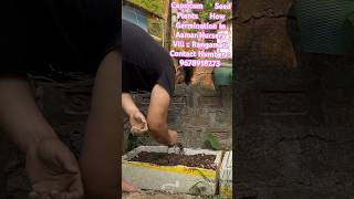 Capsicum🫑Seed Plant Germination shorts ytshorts farming plants gyandeepslifeandworld seeds [upl. by Normi]