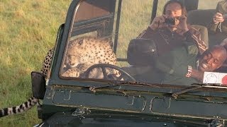 Cheetah Jumps Into SafariJeep And Whats Happens Next Is Unbelievable [upl. by Dana]