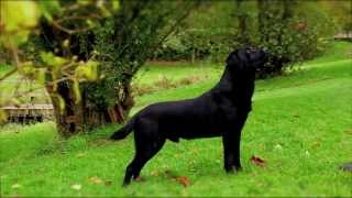 Black Labrador working gundog [upl. by Davidde721]