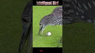 Intelligent Bird ll దీని తెలివి అమోగం ll Its intelligence is amazing ll TOT FACTS [upl. by Izy]