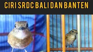 Perbedaan SRDC BALI dan SRDC BANTEN [upl. by Gibbon552]