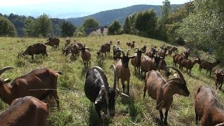 Des fromages et des chèvres [upl. by Akener]