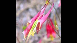 Plant portrait  Columbine Aquilegia canadensis [upl. by Drue]