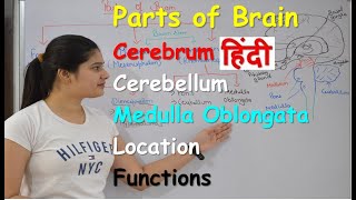 Parts of brain in Hindi  Fore Brain  Mid Brain  Hind Brain  Cerebellum  Functions  Location [upl. by Battat]