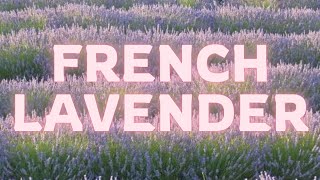 Plant Profile French Lavender [upl. by Cyrillus94]