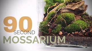 Learn to make a Mossarium in 90 seconds growing moss in a terrarium [upl. by Argella90]