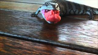 Aussie Blue Tongue Lizard feeding on mince meat [upl. by Ylera]