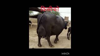 हमारे यहां से सस्ती वैसी आपको कहीं नहीं मिलेगी murrha nasal buffalo 🦬🦬🦬 viral videos 📸📷🎥 [upl. by Nedrah]