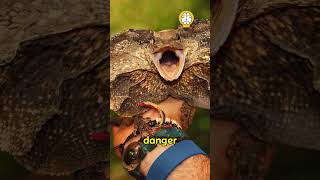 Frilled Neck Lizard😱 shorts facts [upl. by Ameerahs863]