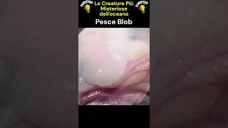 Pesce Blob [upl. by Frankhouse218]