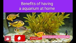 The Science Behind Why Aquariums Are Good for You [upl. by Rowan]